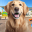 Animal Shelter Dog Rescue Game