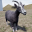 Happy Goat Simulator 1.2