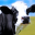 Cow Wallpapers