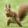 Squirrel Sounds 1.7