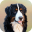 Dog Wallpapers 4.1.4