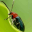 Insect Identifier