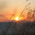 Sunrise Wallpaper