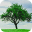 Tree Wallpapers 1.0