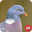 Pigeon Sounds 1.3