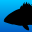 Fish Rules: Fishing App