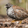 Barred buttonquail Sounds 1.0.7