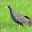 Watercock Bird Sound 1.0.6